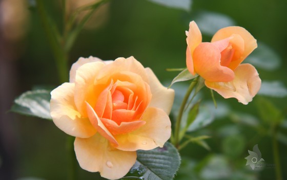 Chính sách và điều khoản thanh toán