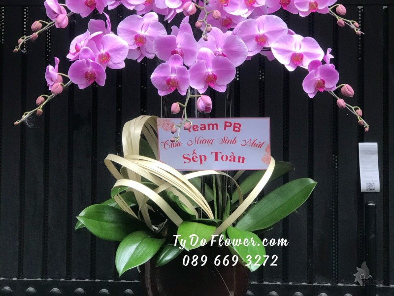 L05241596 CHẬU 6 CÀNH LAN HỒ ĐIỆP TÍM HỒNG Chúc Mừng Sinh Nhật Sếp