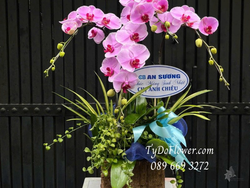 L0825597 CHẬU 03 CÀNH LAN HỒ ĐIỆP HỒNG Thiết kế cây xanh tiểu cảnh