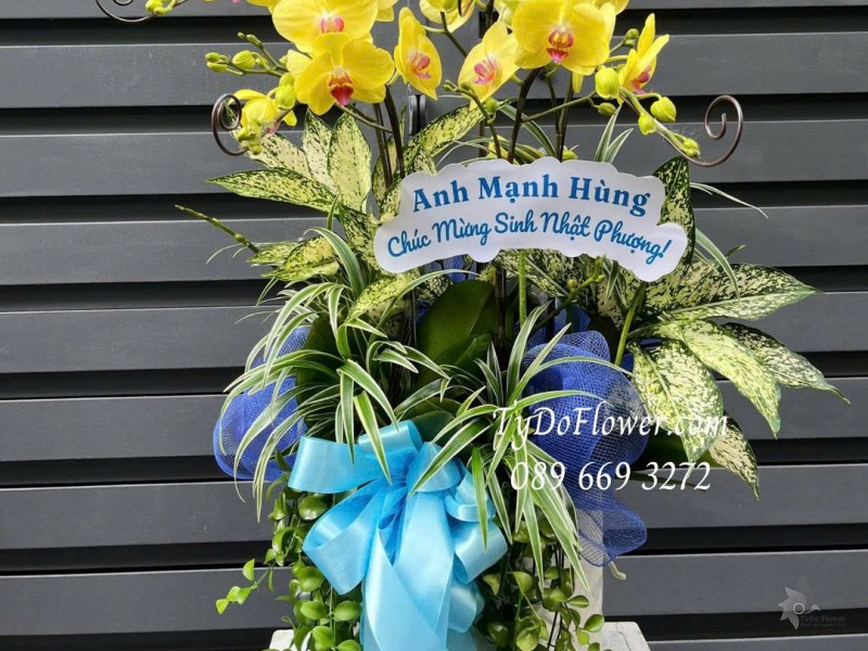 L0825599 CHẬU 05 CÀNH LAN HỒ ĐIỆP VÀNG Thiết kế cây xanh tiểu cảnh