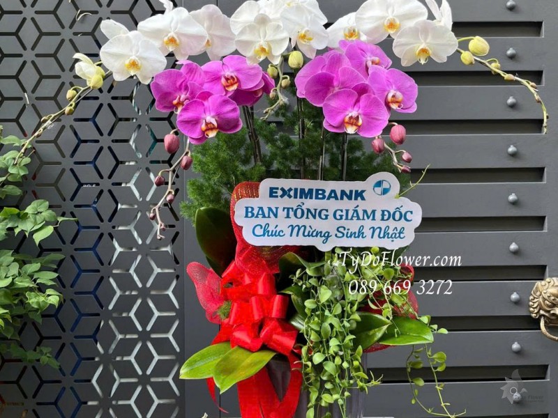 L0825663 CHẬU 5 CÀNH LAN HỒ ĐIỆP PHỐI MÀU TRẮNG TÍM Hoa Chúc Mừng Sinh Nhật Thiết kế cây xanh tiểu cảnh, phụ kiện trang trí