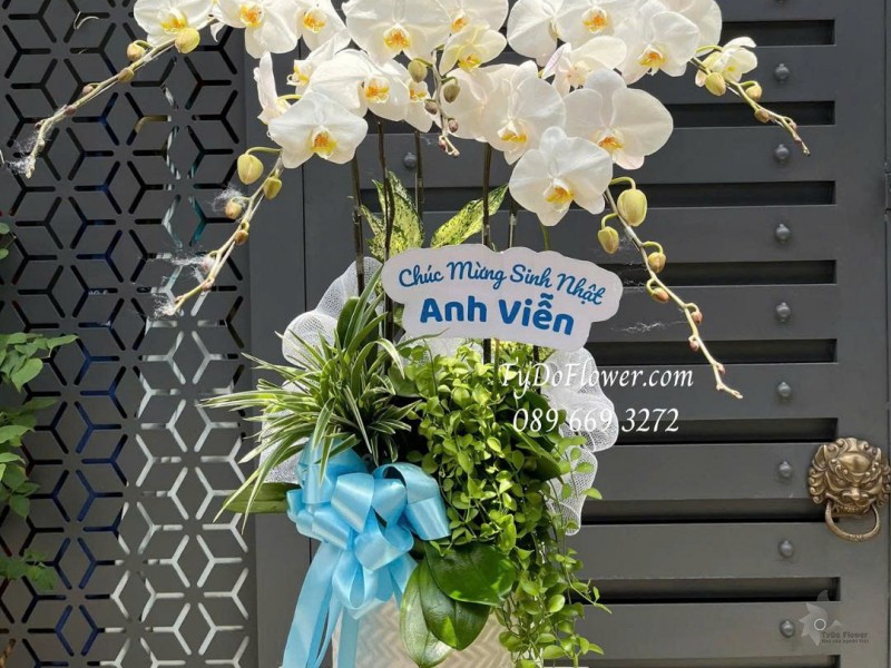 L0825664 CHẬU 5 CÀNH LAN HỒ ĐIỆP TRẮNG Hoa Chúc Mừng Sinh Nhật Thiết kế cây xanh tiểu cảnh, phụ kiện trang trí