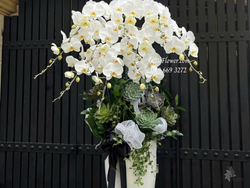 L0825760 CHẬU 10 CÀNH LAN HỒ ĐIỆP TRẮNG Hoa Chia Buồn Thiết kế hoa sen đá, cây xanh tiểu cảnh