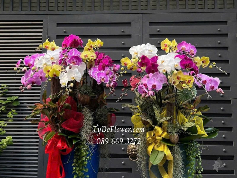 L0825762 MỘT CẶP 02 CHẬU 12 CÀNH LAN HỒ ĐIỆP NGŨ SẮC Hoa Chúc Mừng Thiết kế hoa sen đá, cây xanh tiểu cảnh