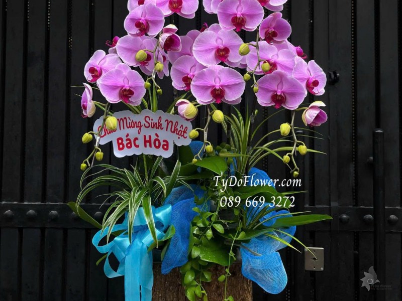 L0825763 CHẬU 05 CÀNH LAN HỒ ĐIỆP TÍM HỒNG Hoa Chúc Mừng Sinh Nhật Thiết kế cây xanh tiểu cảnh