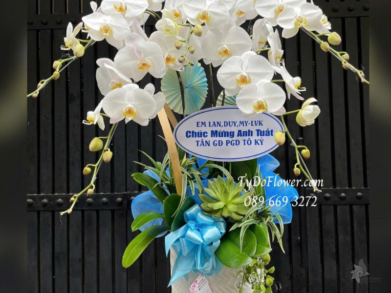 L0825767 CHẬU 05 CÀNH LAN HỒ ĐIỆP TRẮNG Hoa Chúc Mừng Tân Giám Đốc Thiết kế cây xanh tiểu cảnh, phụ kiện trang trí cao cấp