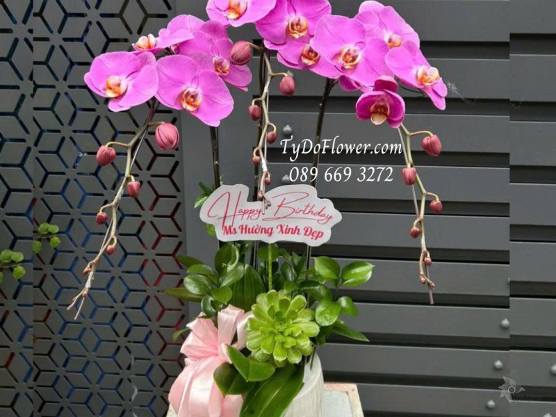 L0925768 CHẬU 03 CÀNH LAN HỒ ĐIỆP TÍM HỒNG Hoa Chúc Mừng Sinh Nhật Thiết kế trang trí cơ bản