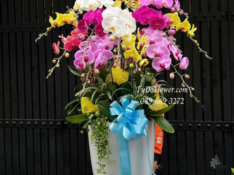 L0825770 CHẬU 12 CÀNH LAN HỒ ĐIỆP NGŨ SẮC Hoa Chúc Mừng Thiết kế hoa sen đá, cây xanh tiểu cảnh