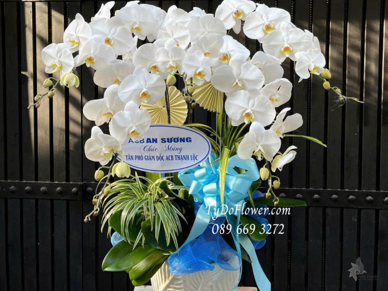 L0825772 CHẬU 05 CÀNH LAN HỒ ĐIỆP TRẮNG Hoa Chúc Mừng Tân Giám Đốc Thiết kế cây xanh tiểu cảnh, phụ kiện trang trí cao cấp