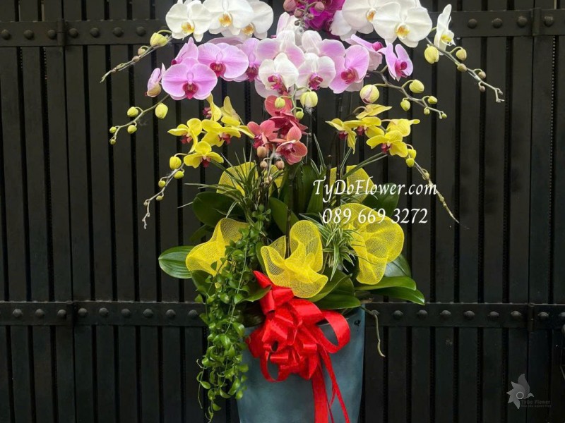 L0925775 CHẬU 10 CÀNH LAN HỒ ĐIỆP NGŨ SẮC Hoa Chúc Mừng Sinh Nhật Thiết kế cây xanh tiểu cảnh, phụ kiện trang trí cao cấp