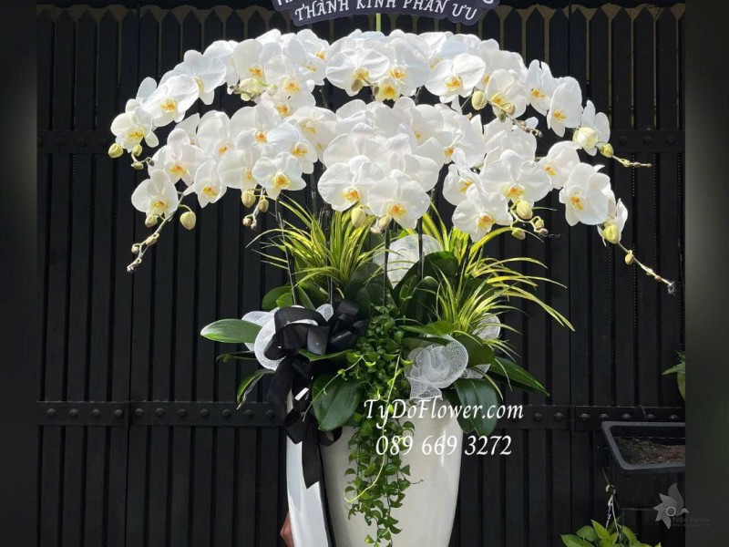 L0925776 CHẬU 10 CÀNH LAN HỒ ĐIỆP TRẮNG Hoa Chia Buồn Thiết kế cây xanh tiểu cảnh, phụ kiện trang trí cao cấp