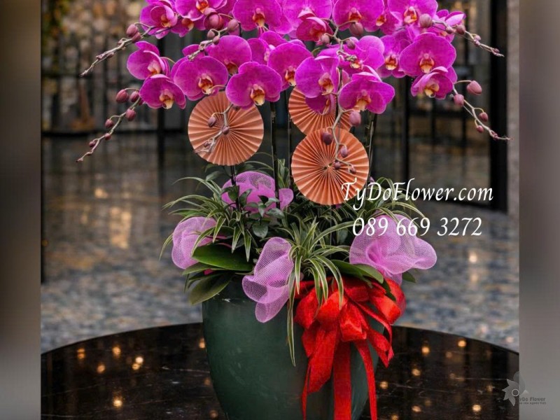 L0126012 CHẬU 08 CÀNH LAN HỒ ĐIỆP TÍM Thiết kế Cây Xanh Tiểu Cảnh và phụ kiện trang trí cao cấp