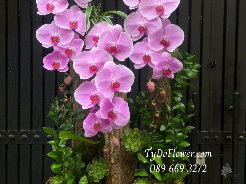 L0226083 HỒ ĐIỆP HỒNG THIẾT KẾ GỖ LŨA SEN ĐÁ CAO CẤP