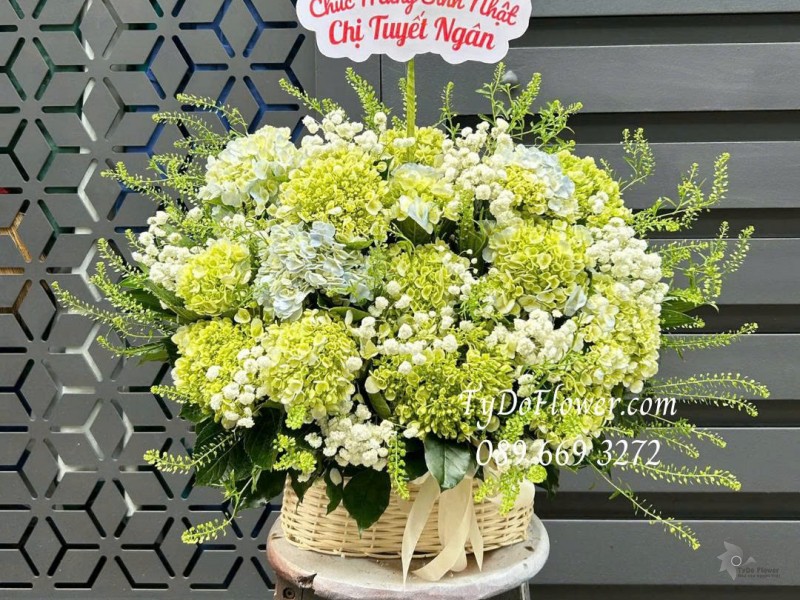 G0226170 GIỎ HOA CHÚC MỪNG SINH NHẬT Thiết kế hoa cẩm tú cầu xanh bơ