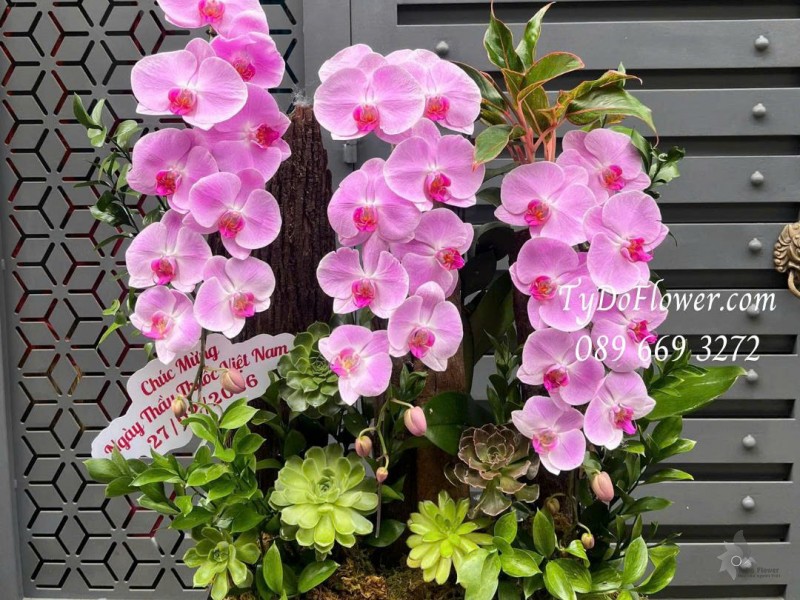 L0226201 HOA CHÚC MỪNG NGÀY THẦY THUỐC VIỆT NAM Thiết kế hoa lan hồ điệp hồng, lũa gỗ, sen đá, cây xanh tiểu cảnh cao cấp