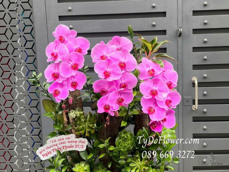 L0226202 HOA CHÚC MỪNG NGÀY THẦY THUỐC VIỆT NAM Thiết kế hoa lan hồ điệp hồng đậm, lũa gỗ, sen đá, cây xanh tiểu cảnh cao cấp