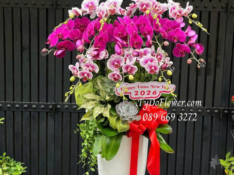 L0226204 BÌNH HOA LAN HỒ ĐIỆP 12 CÀNH Thiết kế hoa sen đá, cây xanh tiểu cảnh cao cấp