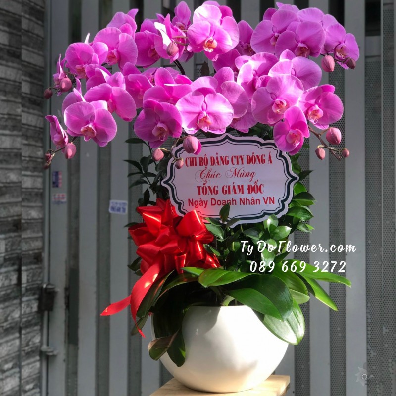 L10231085 CHẬU 06 CÀNH LAN HỒ ĐIỆP TÍM Hoa Chúc Mừng Tổng Giám Đốc Ngày Doanh Nhân Việt Nam