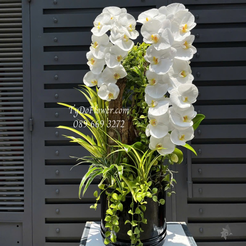 L0525370 CHẬU LAN HỒ ĐIỆP TRẮNG Hoa Chúc Mừng Thiết kế Vỏ Gỗ Mộc Thiên Nhiên, Cây Xanh Tiểu Cảnh, Phụ Kiện Trang Trí Cao Cấp