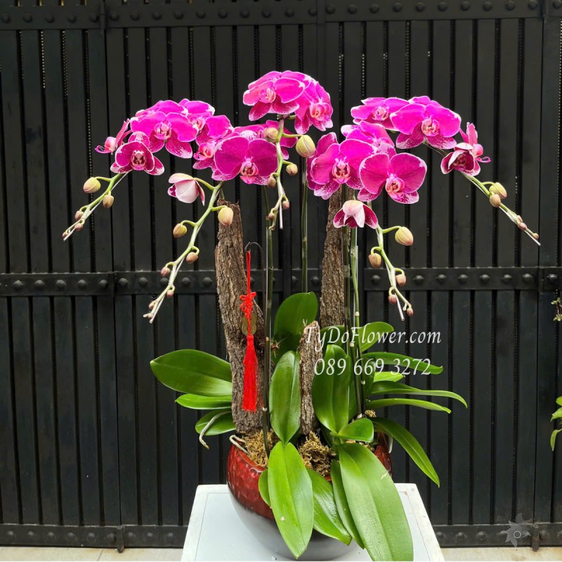 L0525422 CHẬU 5 CÀNH LAN HỒ ĐIỆP TÍM Hoa Chúc Mừng Thiết kế Mộc Tự Nhiên