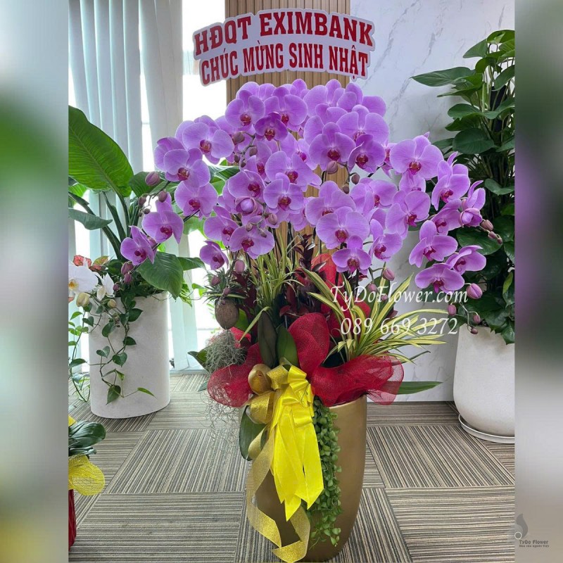 L0625475 CHẬU 09 CÀNH LAN HỒ ĐIỆP TÍM Hoa Chúc Mừng Sinh Nhật Thiết kế cây xanh tiểu cảnh, phụ kiện trang trí cao cấp