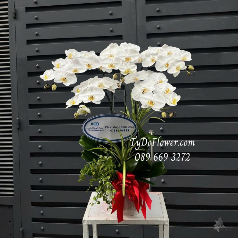 L0725513 CHẬU 5 CÀNH LAN HỒ ĐIỆP TRẮNG Thiết kế cây xanh tiểu cảnh