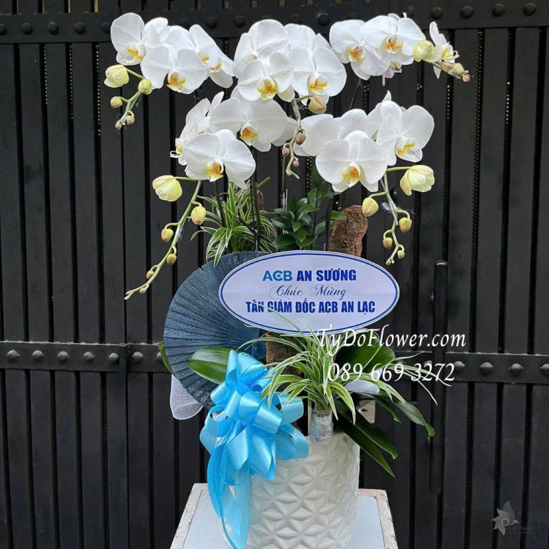 L0126015 CHẬU 05 CÀNH LAN HỒ ĐIỆP TRẮNG Thiết kế cây xanh tiểu cảnh và phụ kiện trang trí cao cấp