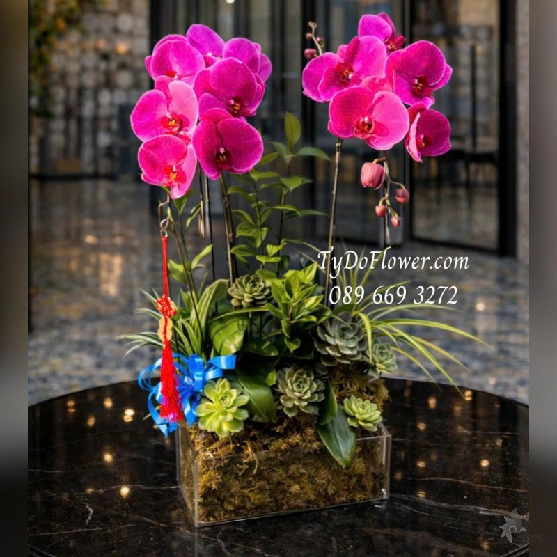 L0126034 CHẬU 02 CÀNH LAN HỒ ĐIỆP TÍM Thiết kế Hoa Sen Đá, Cây Xanh Tiểu Cảnh, trong đế hộp Mica cao cấp