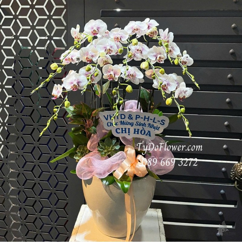 L0126036 CHẬU 10 CÀNH LAN HỒ ĐIỆP TRẮNG PHỚT TÍM Thiết kế Hoa Sen Đá, Cây Xanh Tiểu Cảnh