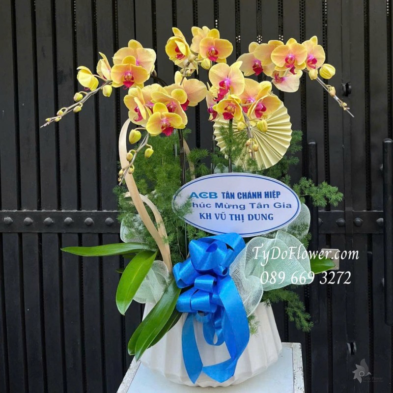 L0126037 CHẬU 05 CÀNH LAN HỒ ĐIỆP VÀNG Hoa Chúc Mừng Tân Gia Thiết kế Cây Xanh Tiểu Cảnh