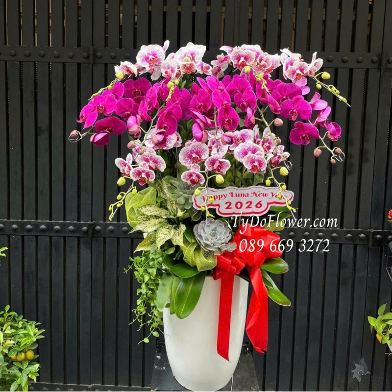 L0226204 BÌNH HOA LAN HỒ ĐIỆP 12 CÀNH Thiết kế hoa sen đá, cây xanh tiểu cảnh cao cấp